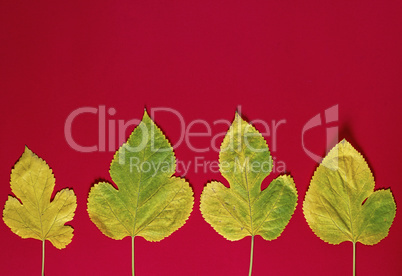 yellow leaves of a mulberry on a red background