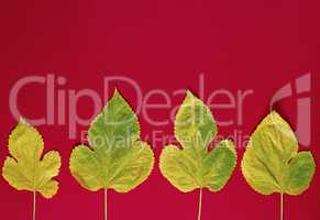 yellow leaves of a mulberry on a red background