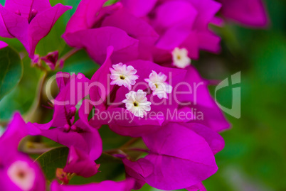 Bright pink purple bougainvillea flowers as floral background. Close - up of bougainvillea flowers