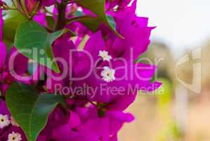 Bright pink purple bougainvillea flowers as floral background. Close - up of bougainvillea flowers