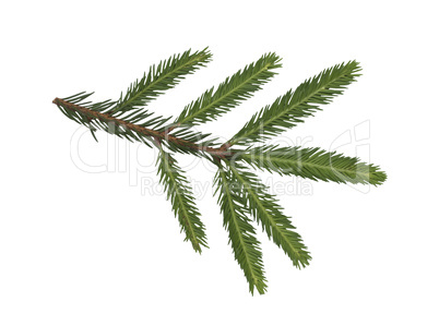 Fir tree branch isolated on a white background