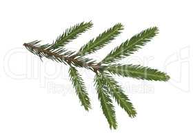 Fir tree branch isolated on a white background