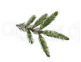 Fir tree branch isolated on a white background