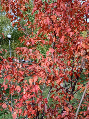 red oak leafs at autumn