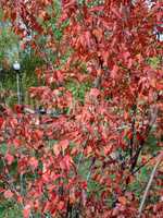 red oak leafs at autumn