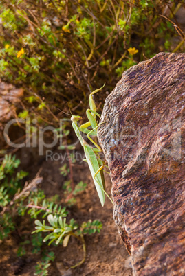 insect praying mantis in their natural habitat