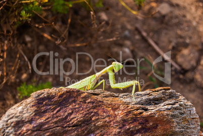 insect praying mantis in their natural habitat