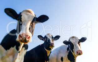 Holstein cows over blue sky