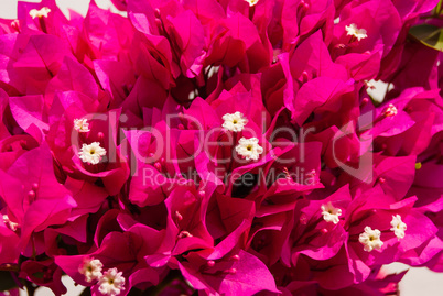 Bright bougainvillea flowers as floral background. Close - up of bougainvillea flowers