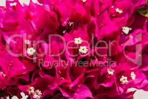 Bright bougainvillea flowers as floral background. Close - up of bougainvillea flowers