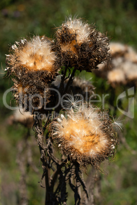 Artischocke, Cynara cardunculus