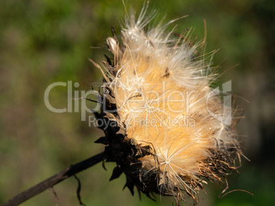 Artischocke, Cynara cardunculus