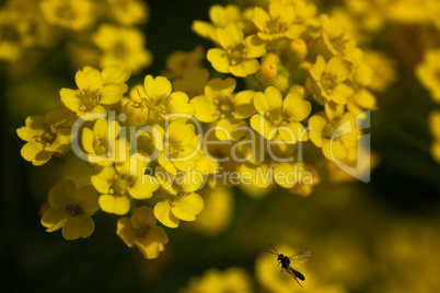 Goldentuft alyssum, Alyssum saxatile