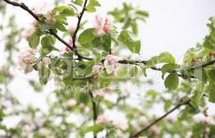 Apple Flower at Spring