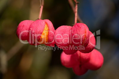 Pfaffenhütchen, Euonymus europaeus