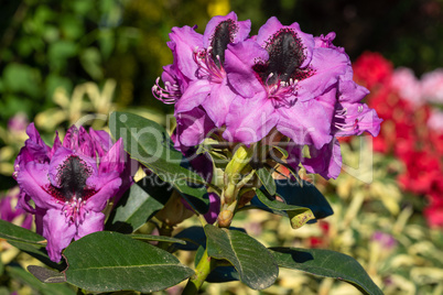 Rhododendron Hybrid Kangaroo, Rhododendron hybrid