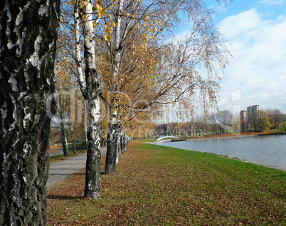 birch alley at autumn