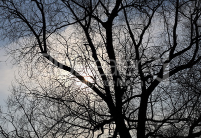 naked tree and sun