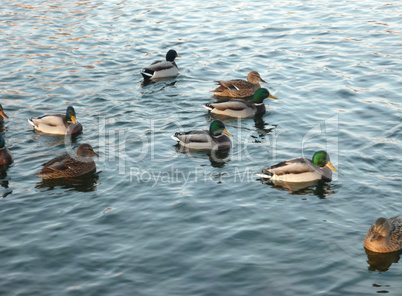 ducks on water