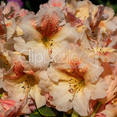 Rhododendron Hybrid Peggy, Rhododendron hybrid