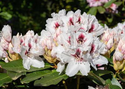 Rhododendron Hybrid Picobelo, Rhododendron hybrid