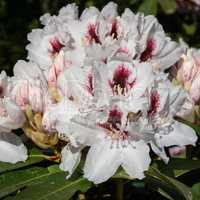 Rhododendron Hybrid Picobelo, Rhododendron hybrid