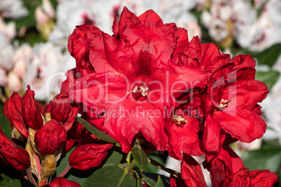 Rhododendron Hybrid Rabatz