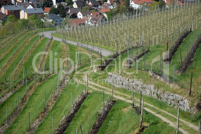 Weg bei Oberkirch