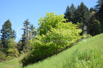 Waldrand im Frühling