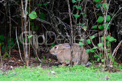 Wildkaninchen