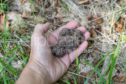 truffles