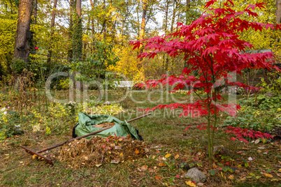 Laubharken im Garten im Herbst, raking of leaves in a garden in