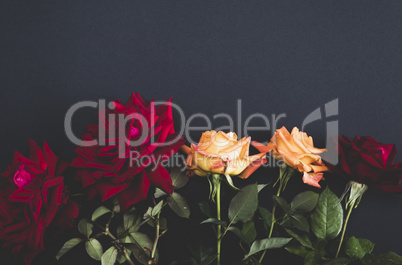 five blooming roses on a black background, vintage toning