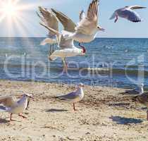flock of white gulls flies on the Black Sea shore