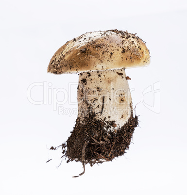fresh young mushroom with root and mycelium Boletus edulis