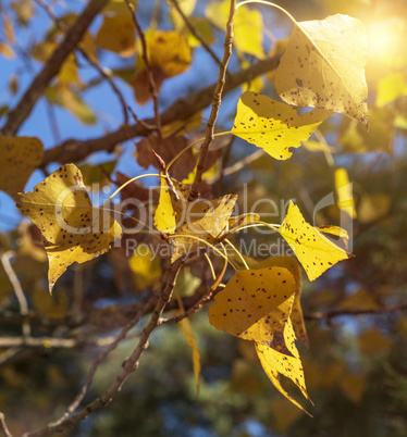 poplar branch with yellow leaves