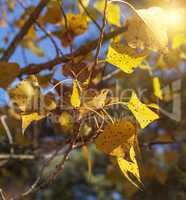 poplar branch with yellow leaves