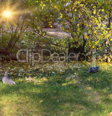 pigeons in the city park in the autumn afternoon