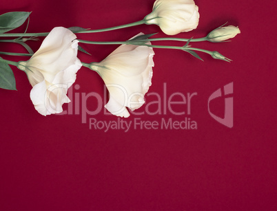 fresh blooming flowers Eustoma Lisianthus