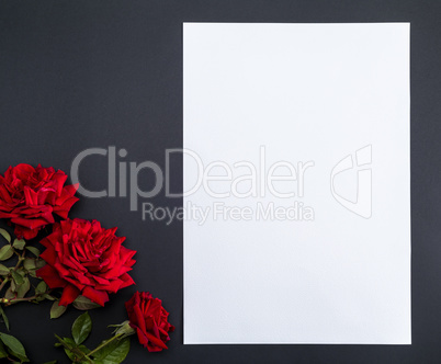 three red blooming roses on a black background and an empty whit