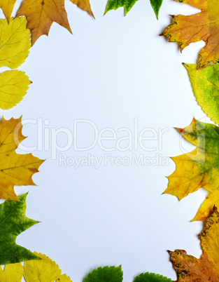 yellow and green leaves of maple  on a white background