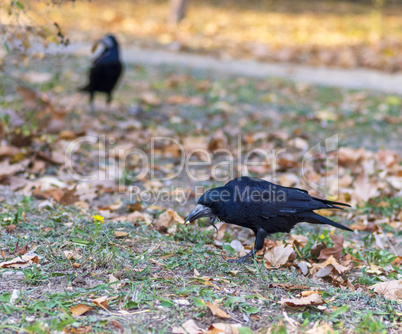 black raven in a city park standing on the grass
