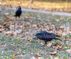 black raven in a city park standing on the grass