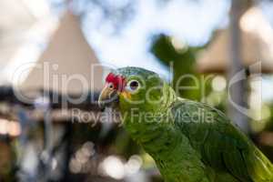 Red-crowned amazon Amazona viridigenalis