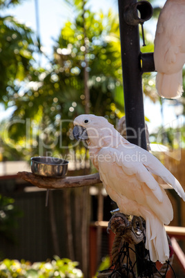 Salmon-crested cockatoo Cacatua moluccensis is endemic to the Se