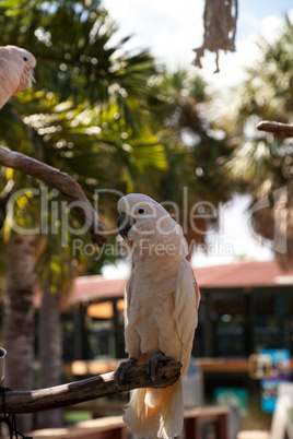 Salmon-crested cockatoo Cacatua moluccensis is endemic to the Se