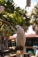 Salmon-crested cockatoo Cacatua moluccensis is endemic to the Se