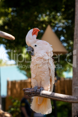 Salmon-crested cockatoo Cacatua moluccensis is endemic to the Se