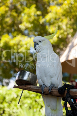 Yellow-crested cockatoo Cacatua sulphurea