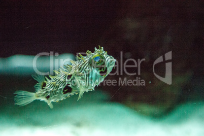 Balloonfish Diodon holocanthus swims along a marine reef